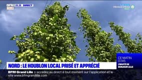 Nord: le houblon bio et local a la cote 