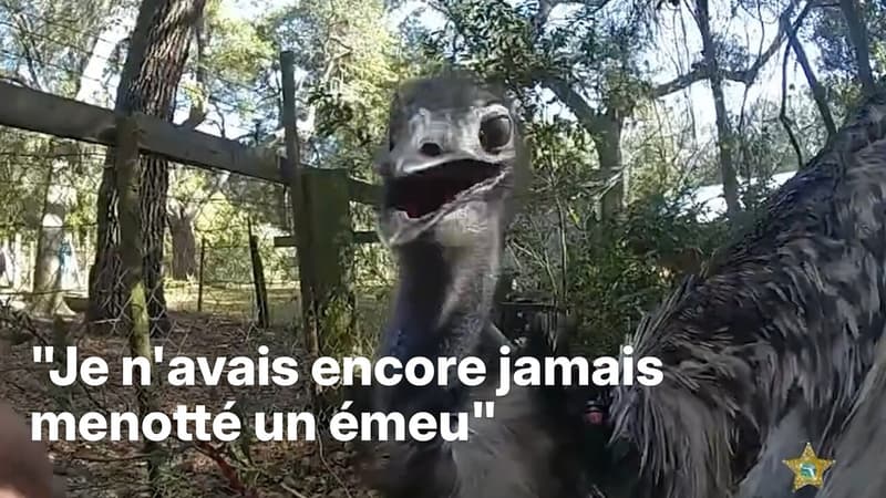 États-Unis: un émeu capturé et menotté par la police en Floride