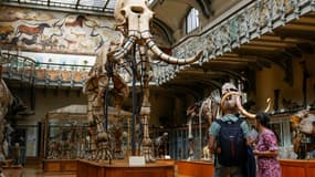 Dans la Galerie de paléontologie et d'anatomie comparée, au Muséum national d'histoire naturelle, à Paris le 27 juin 2023 