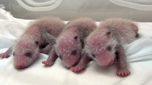 Les trois bébés pandas à la naissance, le 29 juillet 2014, au Safari Park Chimelong de Guangzhou, dans le sud de la Chine