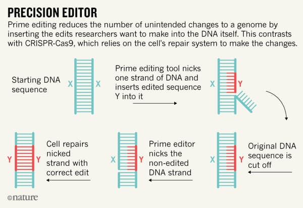 Modification d'une section d'ADN par la technique Prime Editing