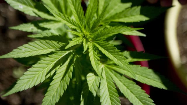 Indiana: une "église du cannabis" approuvée après la ratification d'une loi sur la liberté religieuse