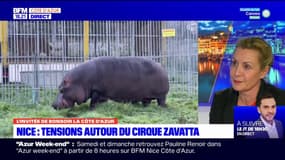 Cirque Zavatta à Nice: les contrôles vétérinaires attestent-ils vraiment du bien-être des animaux?