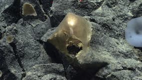 Une sphère dorée non-identifiée a été retrouvée au fond de l'océan dans le Golfe de l'Alaska, au large des États-Unis, le 30 août 2023
