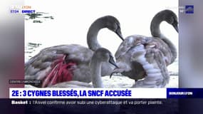 Lyon: trois cygnes blessés dans le 2e arrondissement, la SNCF accusée