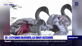 Lyon: trois cygnes blessés dans le 2e arrondissement, la SNCF accusée