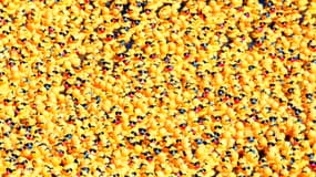 Les petits canards en plastique, de véritables bombee à bactéries 