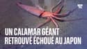 Un calamar géant retrouvé échoué sur le rivage au Japon