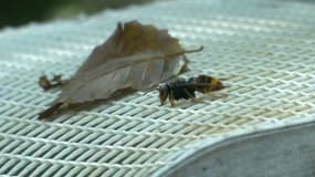 Le frelon asiatique s'en prend aux abeilles en Gironde.