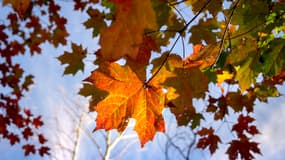 Des feuilles rougies par l'automne (Photo d'illustration).