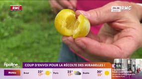 Coup d'envoi pour la récolte des Mirabelles 