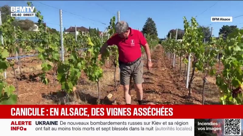 "Je n'ai jamais connu ça, c'est inédit": en Alsace, des vignes asséchées à cause de la canicule