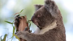 Un koala au zoo de Sydney, le 24 avril 2013. (Photo d'illustration)