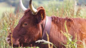 La vache, paniquée, était partie sur la route à contresens et blessé légèrement une jeune fille. (illustration)