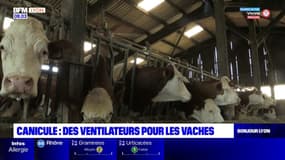 Rhône: un agriculteur installe des ventilateurs pour rafraichir ses vaches