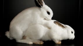 On connaît bien la réputation du lapin, aussi accro à la chose que rapide à l’exécuter. Bêtes de sexe propose un panorama sans tabou et bien plus surprenant.