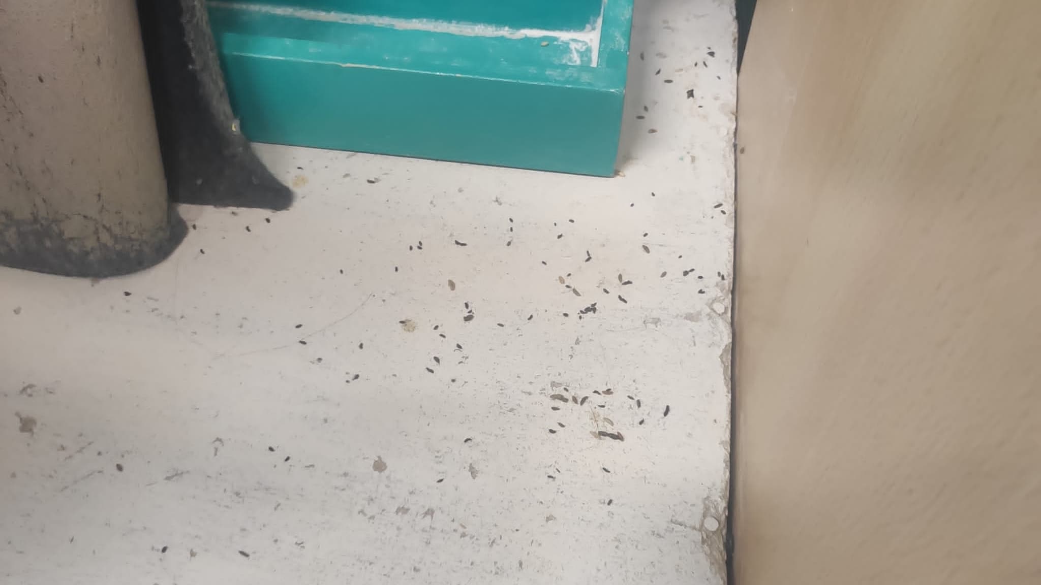 Des déjections de souris retrouvées dans les locaux de l'école maternelle et élémentaire Berthelot de Villeurbanne (Rhône), la semaine du 4 mars 2024.