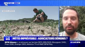 Baisse des rendements agricoles: "Les pouvoirs publics n'anticipent absolument pas les changements nécessaires pour aller vers des fermes plus résilientes", s'alerte Florent Sebban, porte-parole du réseau AMAPS