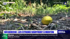 Menton: les citrons souffrent de la sécheresse