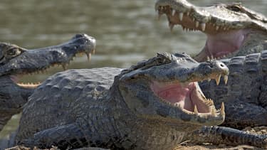 Le drame s'est produit vendredi après-midi dans la ferme aux crocodiles de Samut Prakan, attraction dominicale familiale populaire, à moins d'une heure de Bangkok.