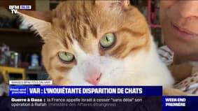 Montauroux: plusieurs chats ont disparu en quelques semaines, la police et les associations s'organisent pour les retrouver