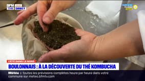 Boulonnais: à la découverte du thé kombucha
