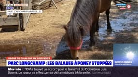 Marseille: les balades à dos de poney et d'âne arrêtées au parc Longchamp