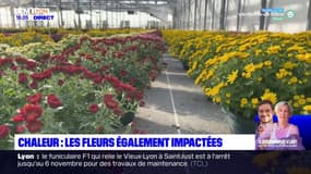 Rhône : les fleurs également impactées par les températures