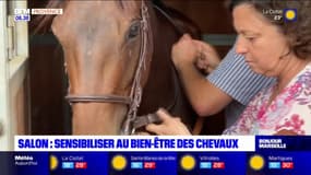 Salon-de-Provence: des courses pour sensibiliser au bien-être des chevaux