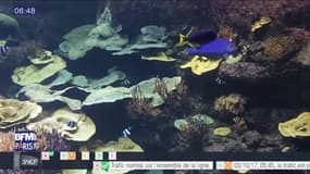 Sortir à Paris : Découverte des récifs coralliens à l'Aquarium de Paris