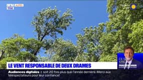 Alpes du sud: deux accidents mortels à cause de la chute d'arbre en quelques jours