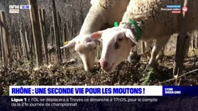 Rhône: une seconde vie pour les moutons