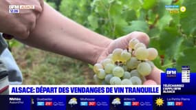 Alsace: coup d'envoi des vendanges de vin tranquille