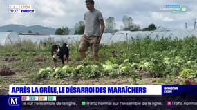 Après la grêle, le désarroi des maraîchers