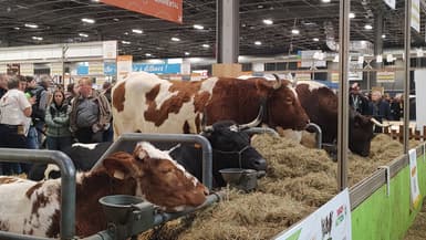Des vaches de race Saosnoise lors de la 61ème édition du Salon de l'agriculture, le 25 février 2025 à Paris.
