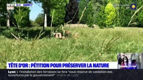 Parc de la Tête d'Or : une pétition pour préserver la nature