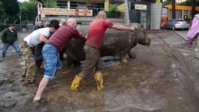 Des habitants aident à ramener un hippopotame échappé dans les rues de Tbilissi.