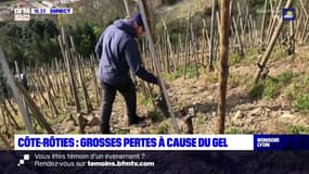 Côte-Rôtie : des pertes considérables à cause du gel