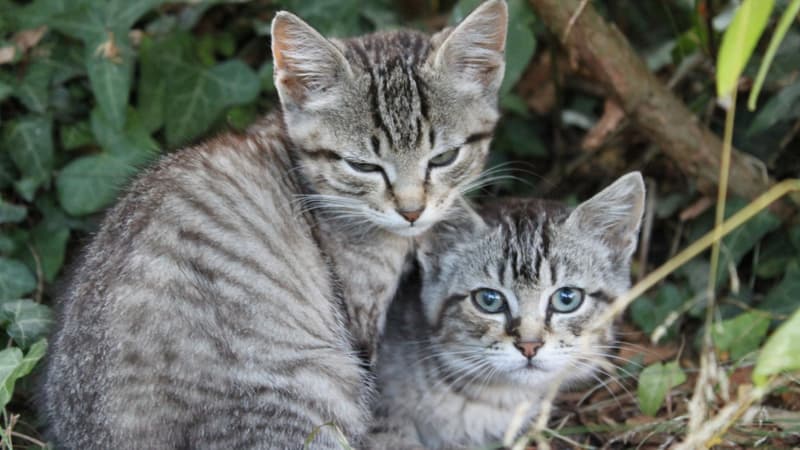 Deux chatons à l'île de Groix (Photo d'illustration).