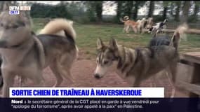 Les Ch'tites Sorties du samedi 21 octobre 2023 - Sortie chien de traîneau à Haverskerque