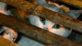 Janet Veal dévorée par ses chats