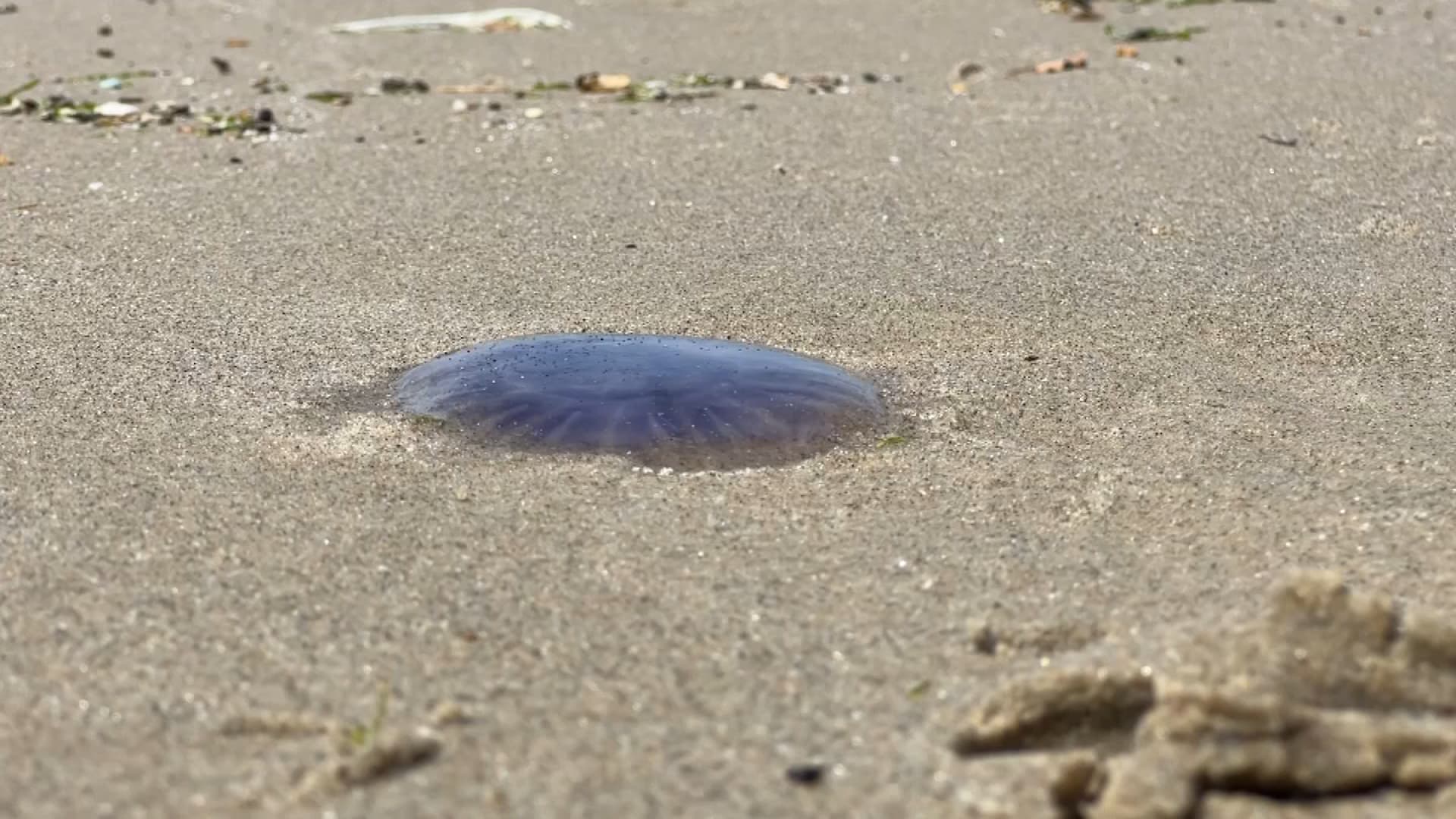 Attention aux méduses sur les plages de la Côte d'Azur