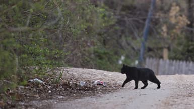 Un chat sauvage à Washington, aux Etats-Unis, le 4 avril 2014. Photo d'illustration