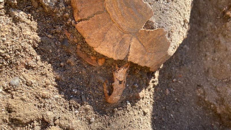 Italie: une tortue et son oeuf découverts dans les ruines de Pompéi