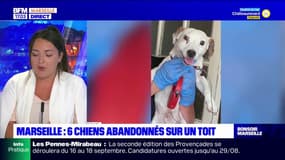 Marseille: six chiens abandonnés sur le toit d'une maison du 11ème arrondissement
