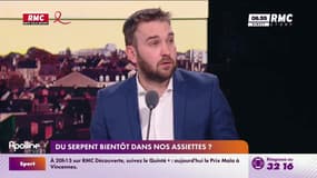 On n'a pas osé vous en parler : Du serpent bientôt dans nos assiettes ? - 22/03