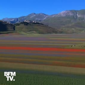 Le magnifique spectacle des champs de lentilles en pleine floraison dans le centre de l’Italie