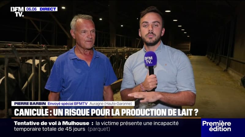 Impact de la canicule sur les vaches: 