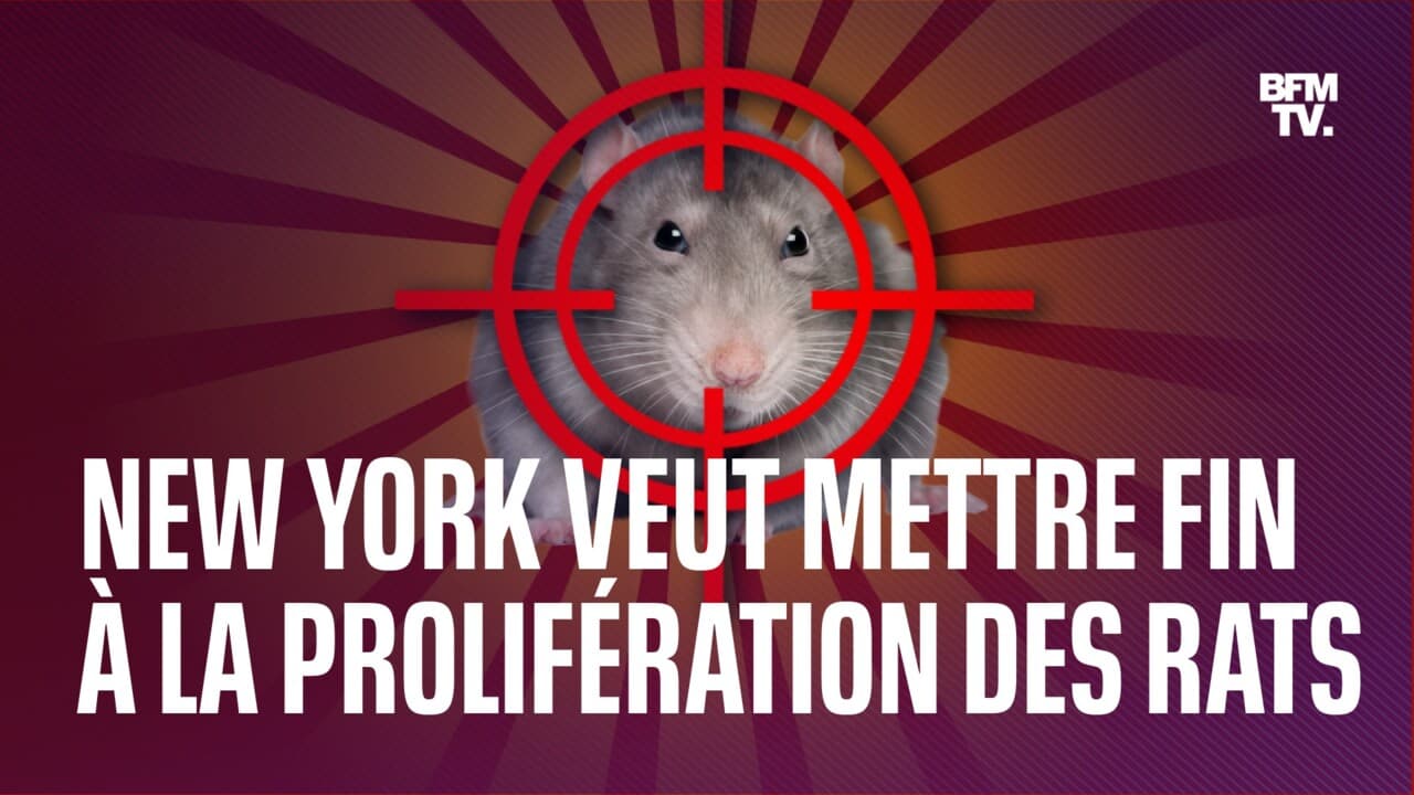 La Mairie De New York Cherche Un Chef "sanguinaire" Pour Mettre Fin à La Prolifération Des Rats