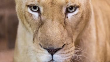 L'animal se serait jeté brusquement sur la fillette en plein spectacle.